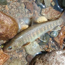 フライ名人とイワナの谷へ